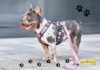 Keep Your Pup Safe and Stylish with a  Dog Harness Bundle